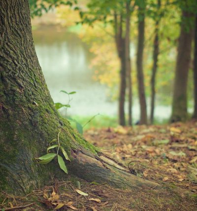 tree-g52a65b8ea_1280